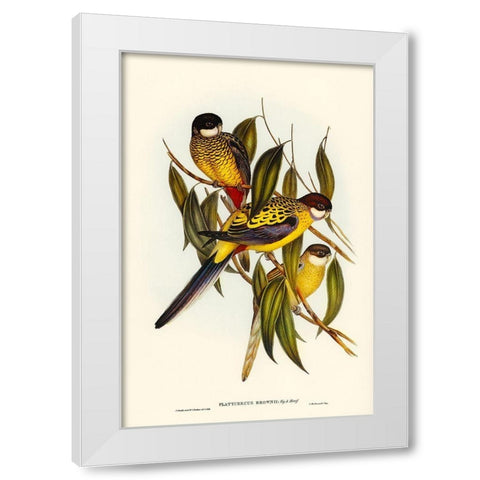 Browns Parakeet-Platycercus Brownii White Modern Wood Framed Art Print by Gould, John