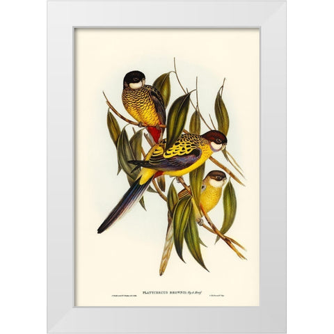 Browns Parakeet-Platycercus Brownii White Modern Wood Framed Art Print by Gould, John