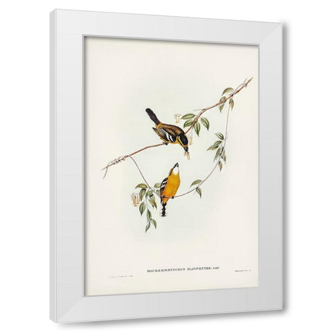 Yellow-breasted Flycatcher-Machaerirhynchus flaviventer White Modern Wood Framed Art Print by Gould, John