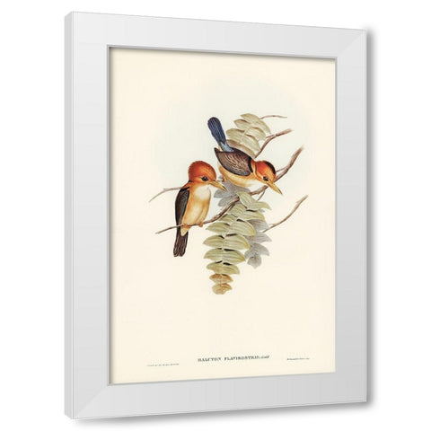 Yellow-billed Kingfisher-Halcyon flavirostris White Modern Wood Framed Art Print by Gould, John