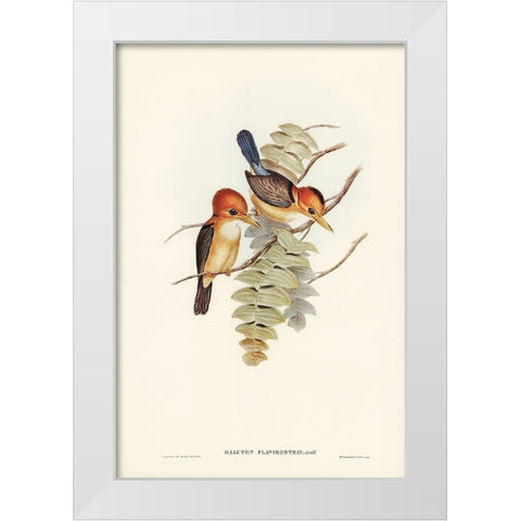 Yellow-billed Kingfisher-Halcyon flavirostris White Modern Wood Framed Art Print by Gould, John