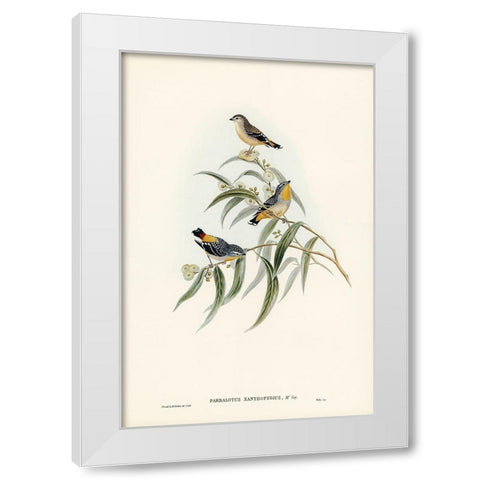 Yellow-rumped Pardalote-Pardalotus xanthopygius White Modern Wood Framed Art Print by Gould, John