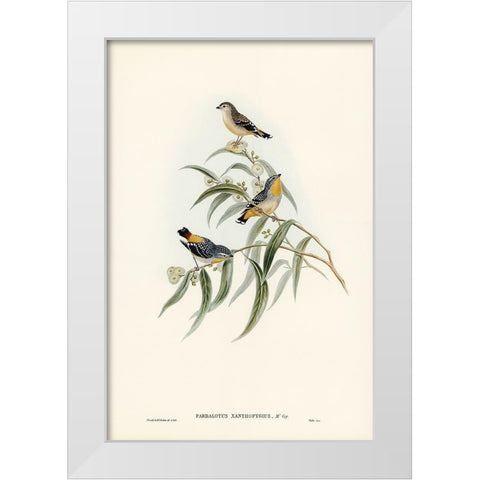 Yellow-rumped Pardalote-Pardalotus xanthopygius White Modern Wood Framed Art Print by Gould, John