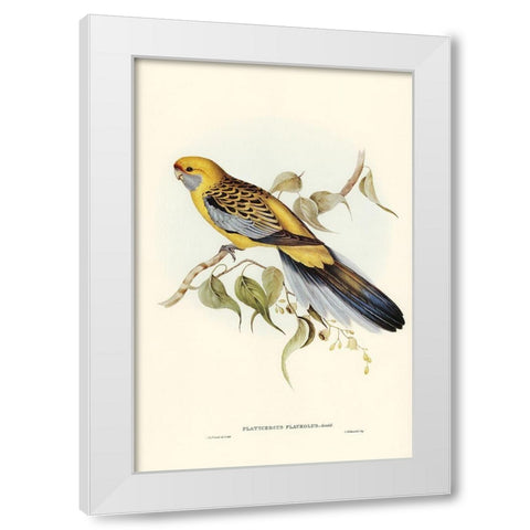 Yellow-rumped Parakeet-Platycercus flaveolus White Modern Wood Framed Art Print by Gould, John