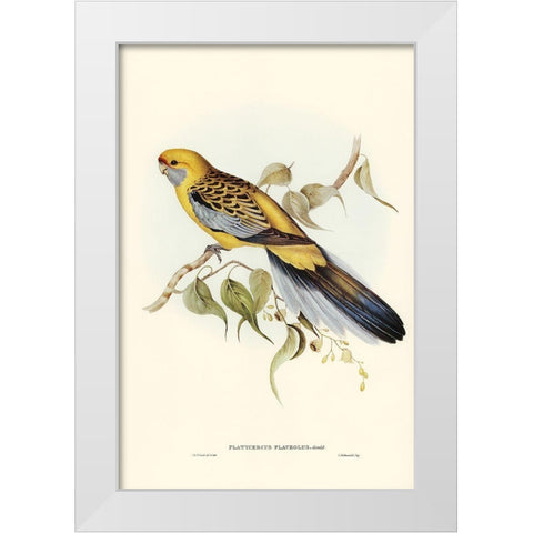 Yellow-rumped Parakeet-Platycercus flaveolus White Modern Wood Framed Art Print by Gould, John