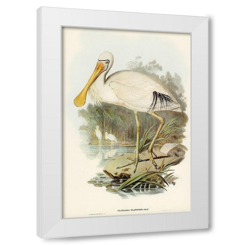 Yellow-legged Spoonbill-Platalea flavipes White Modern Wood Framed Art Print by Gould, John