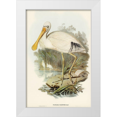 Yellow-legged Spoonbill-Platalea flavipes White Modern Wood Framed Art Print by Gould, John