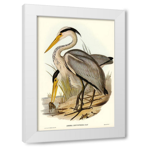 Great Grey Heron-Ardea leucophaea White Modern Wood Framed Art Print by Gould, John