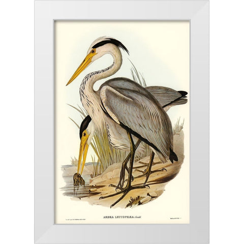 Great Grey Heron-Ardea leucophaea White Modern Wood Framed Art Print by Gould, John