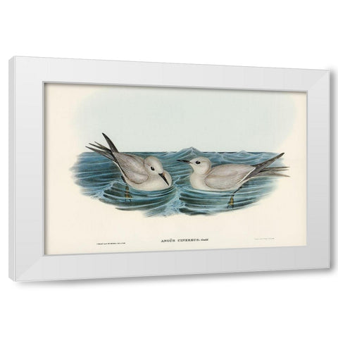 Grey Noddy-Anous cinereus White Modern Wood Framed Art Print by Gould, John