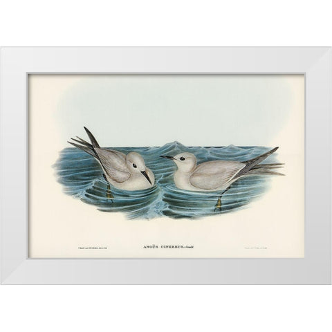 Grey Noddy-Anous cinereus White Modern Wood Framed Art Print by Gould, John