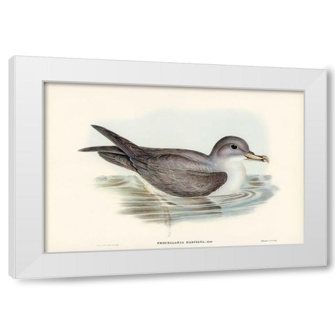 Great Grey Petrel-Procellaria hasitata White Modern Wood Framed Art Print by Gould, John