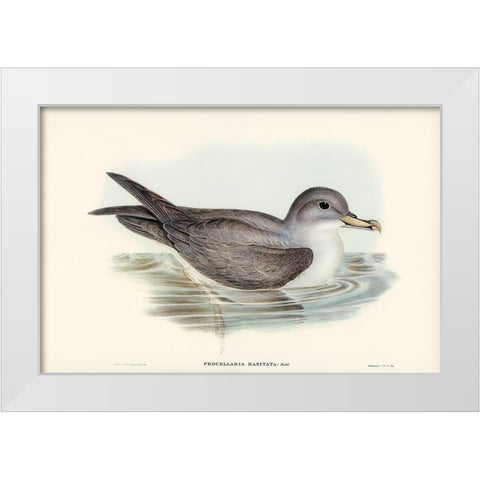 Great Grey Petrel-Procellaria hasitata White Modern Wood Framed Art Print by Gould, John