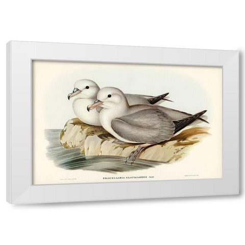 Silvery Grey Petrel-Procellaria Glacialoides White Modern Wood Framed Art Print by Gould, John