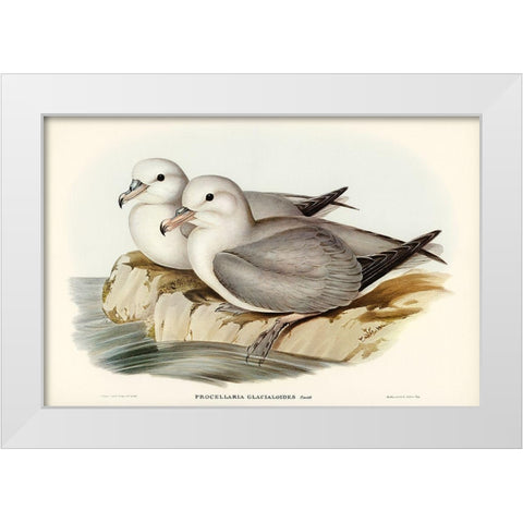 Silvery Grey Petrel-Procellaria Glacialoides White Modern Wood Framed Art Print by Gould, John