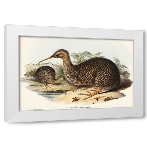 Little spotted kiwi or Little gray kiwi-Apteryx Owenii White Modern Wood Framed Art Print by Gould, John