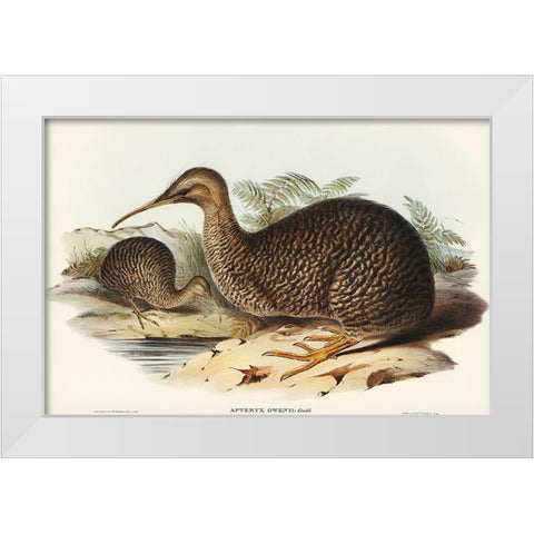 Little spotted kiwi or Little gray kiwi-Apteryx Owenii White Modern Wood Framed Art Print by Gould, John