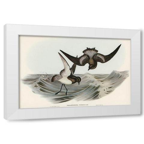 Grey-backed Storm Petrel-Thalassidroma Nereis White Modern Wood Framed Art Print by Gould, John