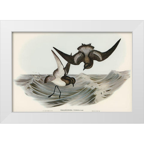 Grey-backed Storm Petrel-Thalassidroma Nereis White Modern Wood Framed Art Print by Gould, John