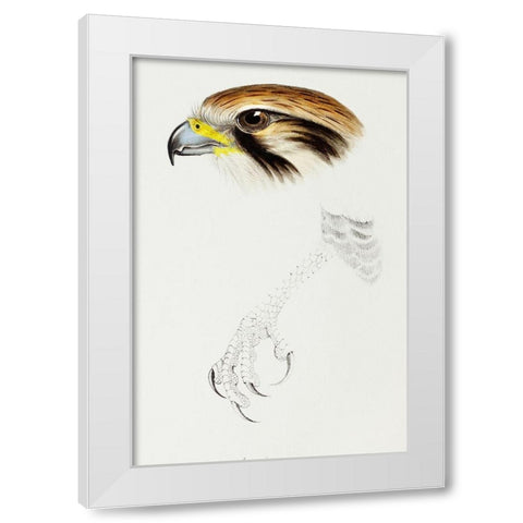 Brown hawk-Leracidia berigora White Modern Wood Framed Art Print by Gould, John