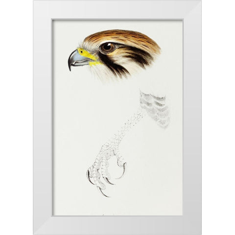 Brown hawk-Leracidia berigora White Modern Wood Framed Art Print by Gould, John