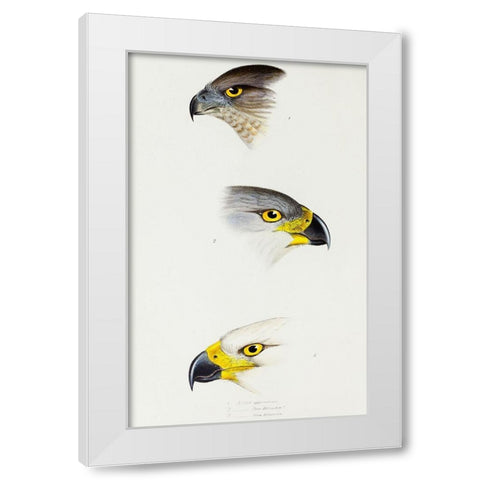 Australlan Goshawk and Grey Goshawk White Modern Wood Framed Art Print by Gould, John