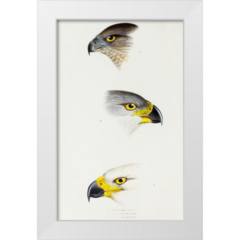 Australlan Goshawk and Grey Goshawk White Modern Wood Framed Art Print by Gould, John