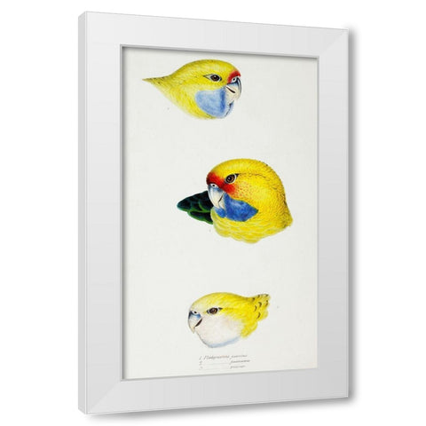 Yellow Rosella-Yellow-bellied Parrakeet and Pale-headed Rosella White Modern Wood Framed Art Print by Gould, John