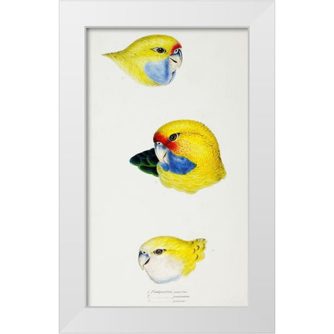Yellow Rosella-Yellow-bellied Parrakeet and Pale-headed Rosella White Modern Wood Framed Art Print by Gould, John