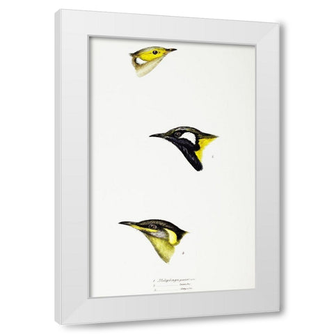 White-plumed Honeyeater-White-eared Honeyeater and Yellow-eared Honeyeater White Modern Wood Framed Art Print by Gould, John
