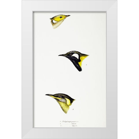 White-plumed Honeyeater-White-eared Honeyeater and Yellow-eared Honeyeater White Modern Wood Framed Art Print by Gould, John