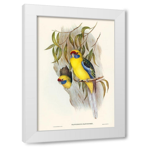 Yellow-bellied Parakeet-Platycercus flaviventris White Modern Wood Framed Art Print by Gould, John