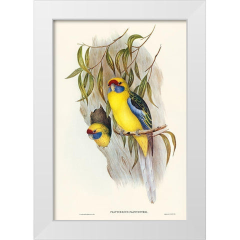 Yellow-bellied Parakeet-Platycercus flaviventris White Modern Wood Framed Art Print by Gould, John