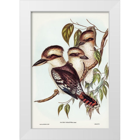 Great Brown Kingfisher-Dacelo gigantic White Modern Wood Framed Art Print by Gould, John