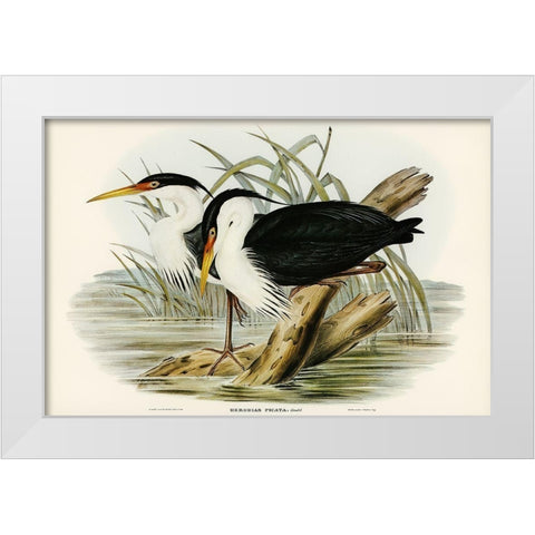 Pied Egret-Herodias picata White Modern Wood Framed Art Print by Gould, John