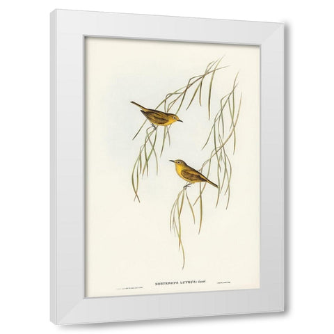 Yellow Zosterops-Zosterops lutcus White Modern Wood Framed Art Print by Gould, John