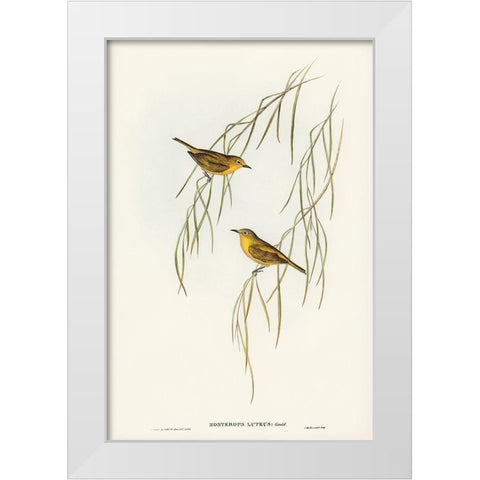 Yellow Zosterops-Zosterops lutcus White Modern Wood Framed Art Print by Gould, John