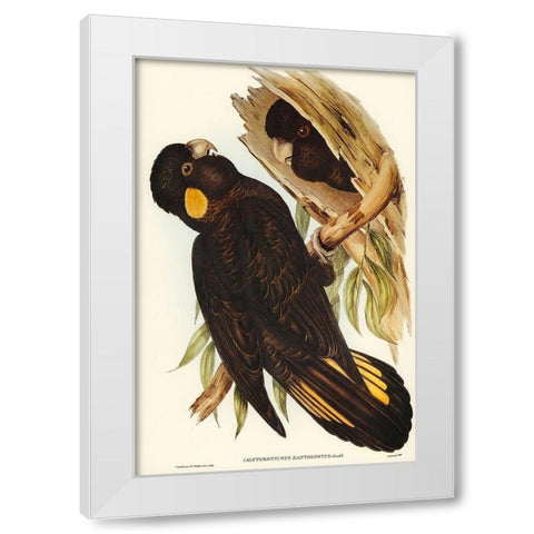 Yellow-eared Black Cockatoo-Calyptorhynchus xanthonotus White Modern Wood Framed Art Print by Gould, John