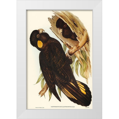 Yellow-eared Black Cockatoo-Calyptorhynchus xanthonotus White Modern Wood Framed Art Print by Gould, John