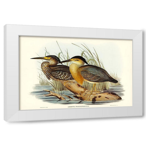 Little Grey Bittern-Ardetta stagnatilis White Modern Wood Framed Art Print by Gould, John