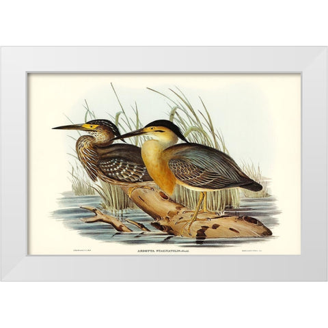 Little Grey Bittern-Ardetta stagnatilis White Modern Wood Framed Art Print by Gould, John