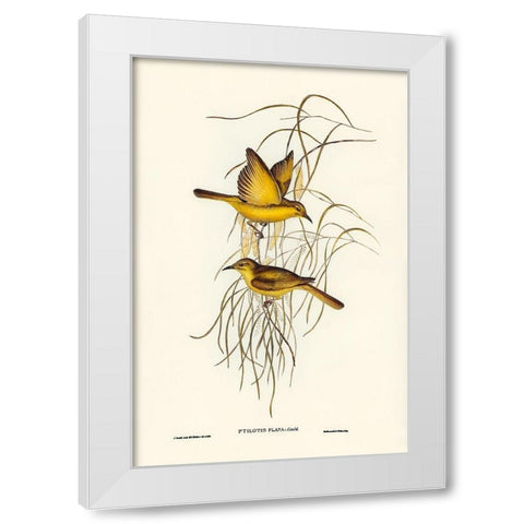 Yellow Honey-eater-Ptilotis flava White Modern Wood Framed Art Print by Gould, John