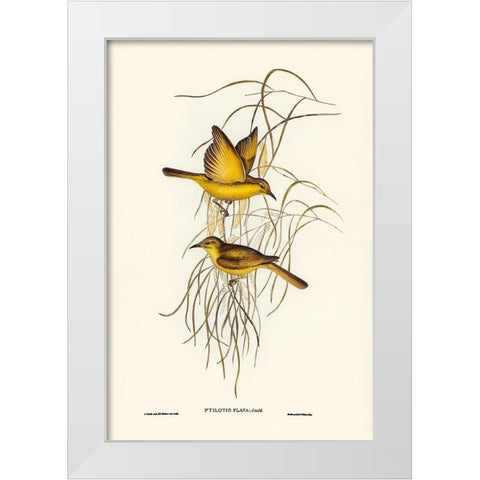 Yellow Honey-eater-Ptilotis flava White Modern Wood Framed Art Print by Gould, John