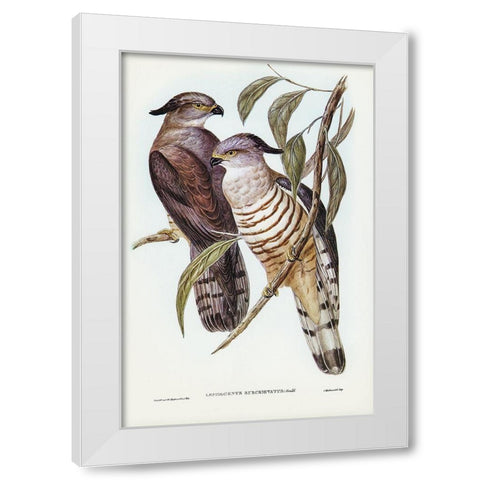 Crested Hawk-Lepidogenys subcristatus White Modern Wood Framed Art Print by Gould, John