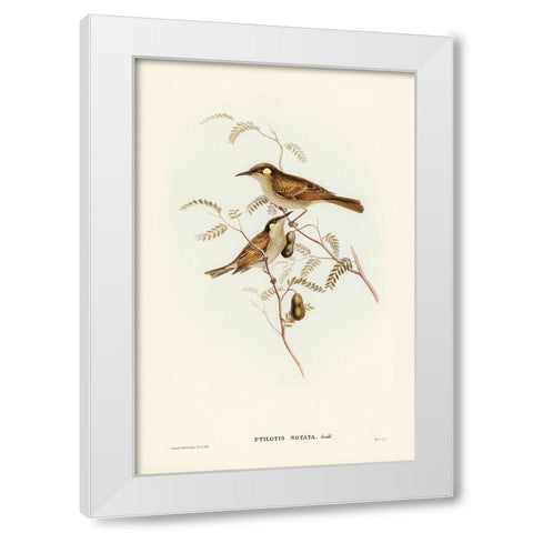 Yellow-spotted Honey-eater-Ptilotis notata White Modern Wood Framed Art Print by Gould, John