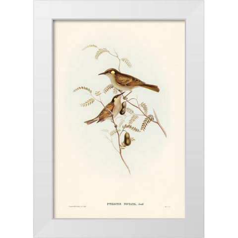 Yellow-spotted Honey-eater-Ptilotis notata White Modern Wood Framed Art Print by Gould, John