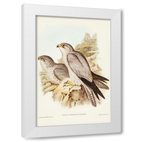 Gray falcon-Falco Hypoleucus White Modern Wood Framed Art Print by Gould, John