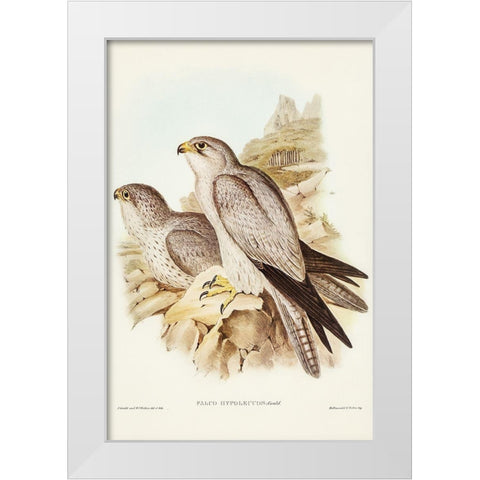 Gray falcon-Falco Hypoleucus White Modern Wood Framed Art Print by Gould, John