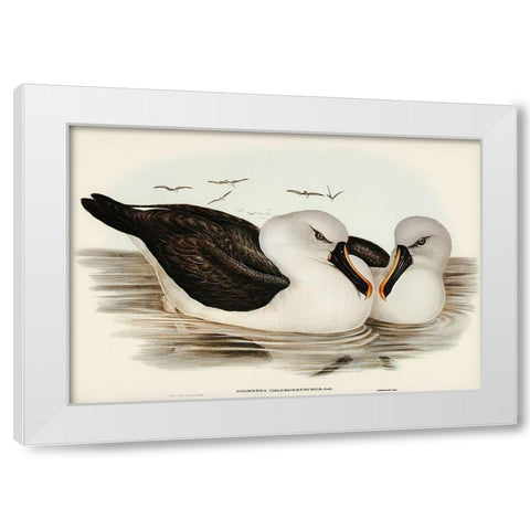 Yellow-billed Albatros-Diomedea chlororhynchos White Modern Wood Framed Art Print by Gould, John