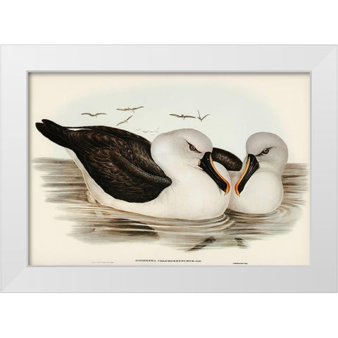 Yellow-billed Albatros-Diomedea chlororhynchos White Modern Wood Framed Art Print by Gould, John